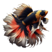 betta fish
