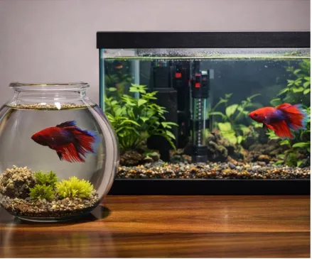 Best Tank Shapes for Bettas