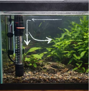 Do Bettas Need a Heater