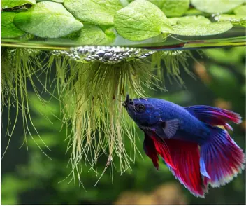 Floating Plants for Bettas