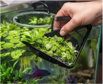 Floating Plants for Bettas