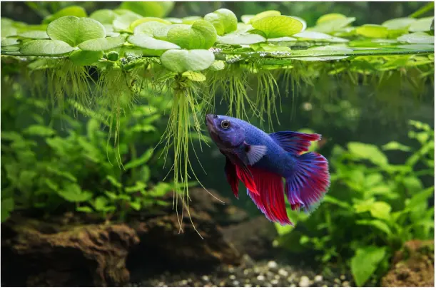 Floating Plants for Bettas