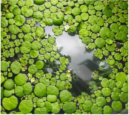Floating Plants for Bettas