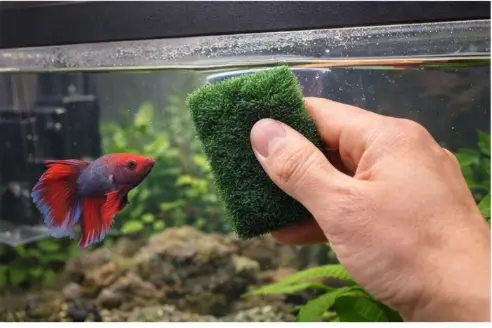 How to Clean a Betta Tank