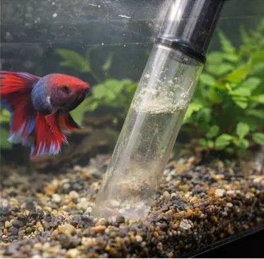 How to Clean a Betta Tank