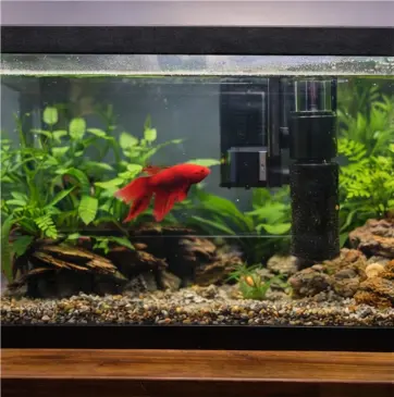 How to Clean a Betta Tank