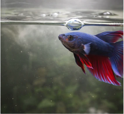 How to Lower Ammonia in a Betta Tank