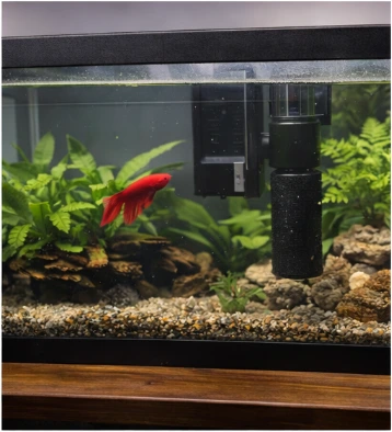 How to Lower Ammonia in a Betta Tank