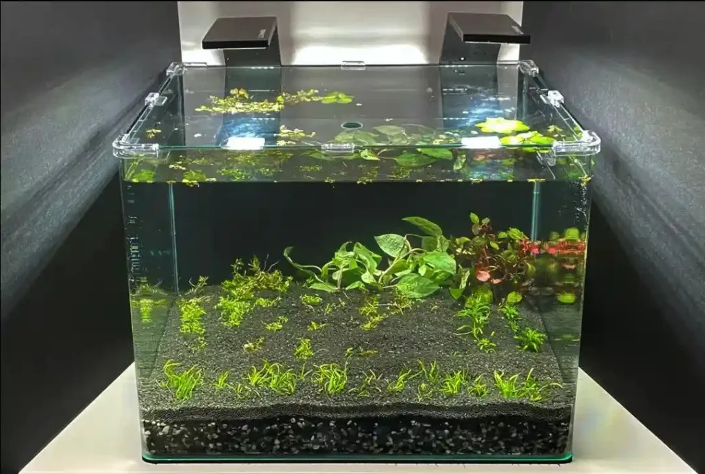 adding conditioned water during betta tank setup