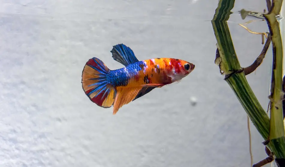 healthy betta fish in fully cycled aquarium