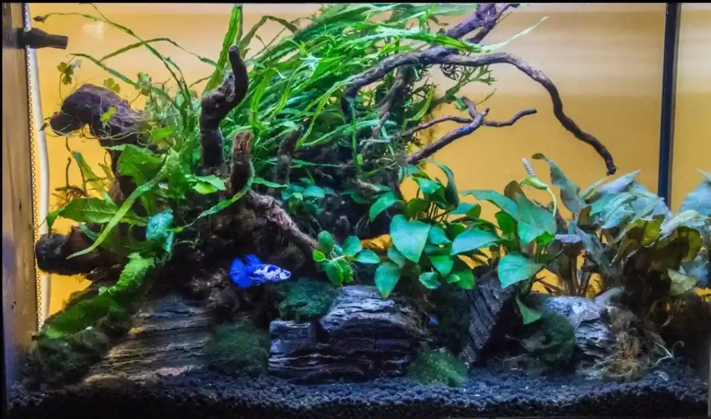 Cycle a Betta Tank