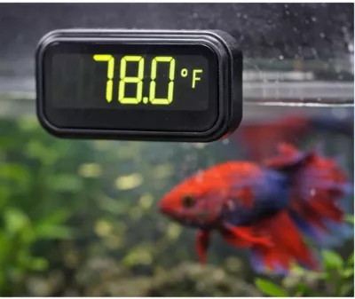 Do Bettas Need a Heater