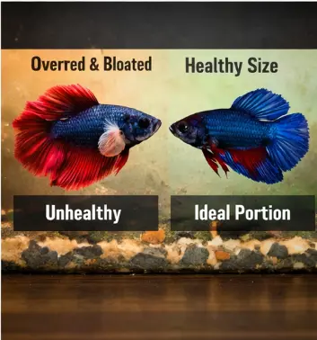 How Often to Feed a Betta Fish