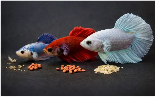 How Often to Feed a Betta Fish