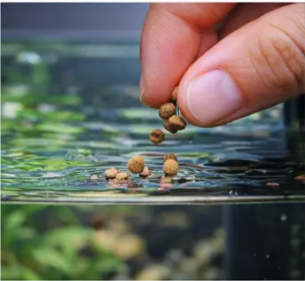 What Do Betta Fish Eat