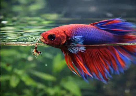 How Often to Feed a Betta Fish