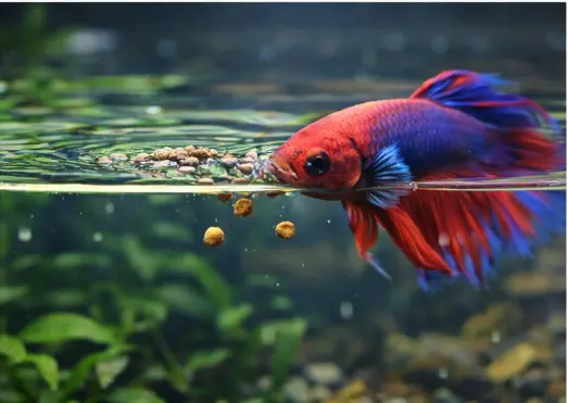 What Do Betta Fish Eat