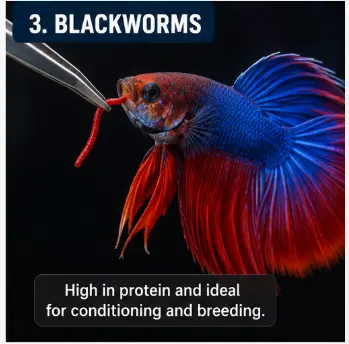 Best Live Foods for Bettas