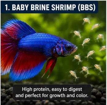 Best Live Foods for Bettas