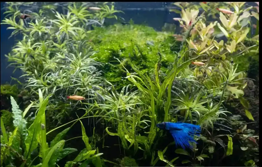 Planted betta tank layout with tall stem plants and open swimming space