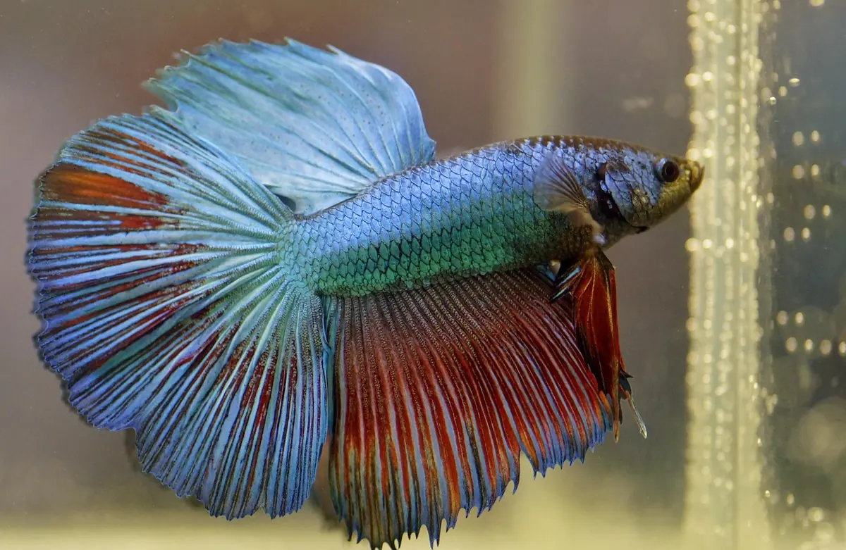 Why Bettas Get Aggressive