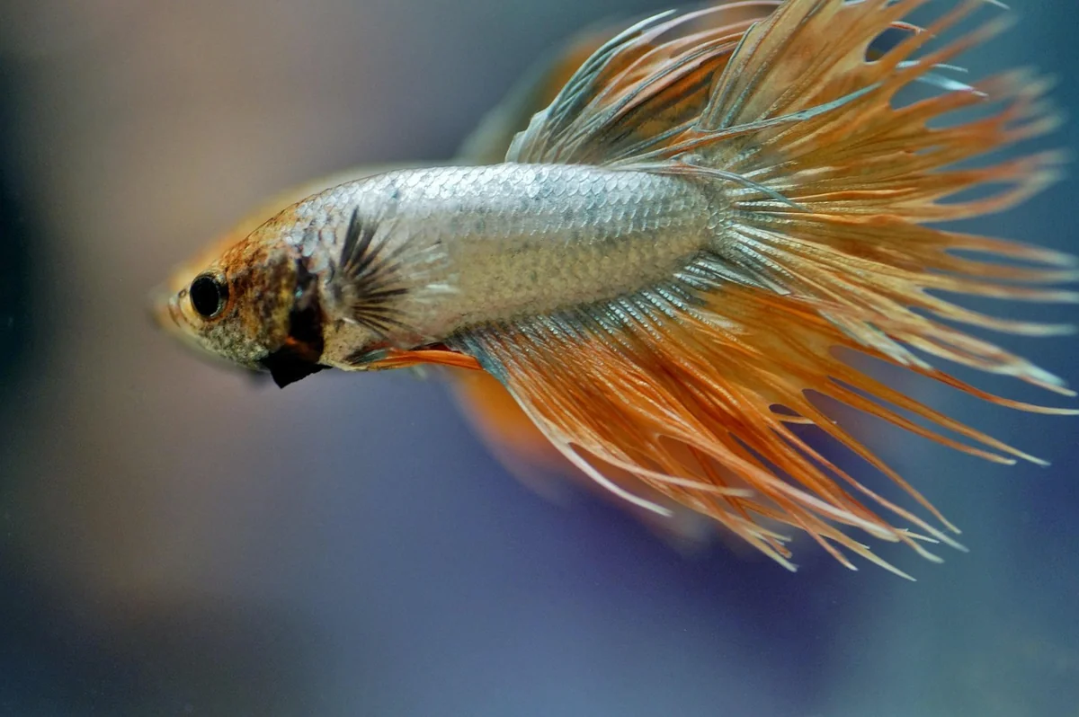 How to Calm an Aggressive Betta