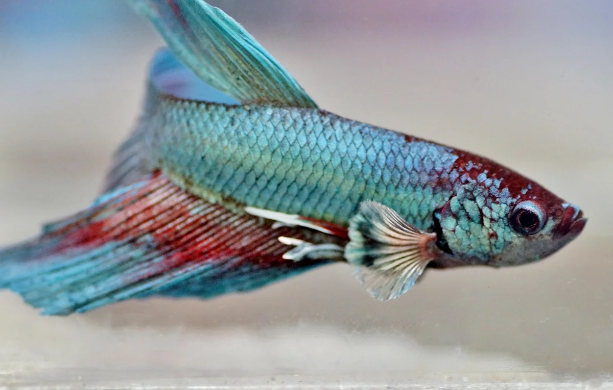 The Real Drivers of Betta Aggression, Ranked