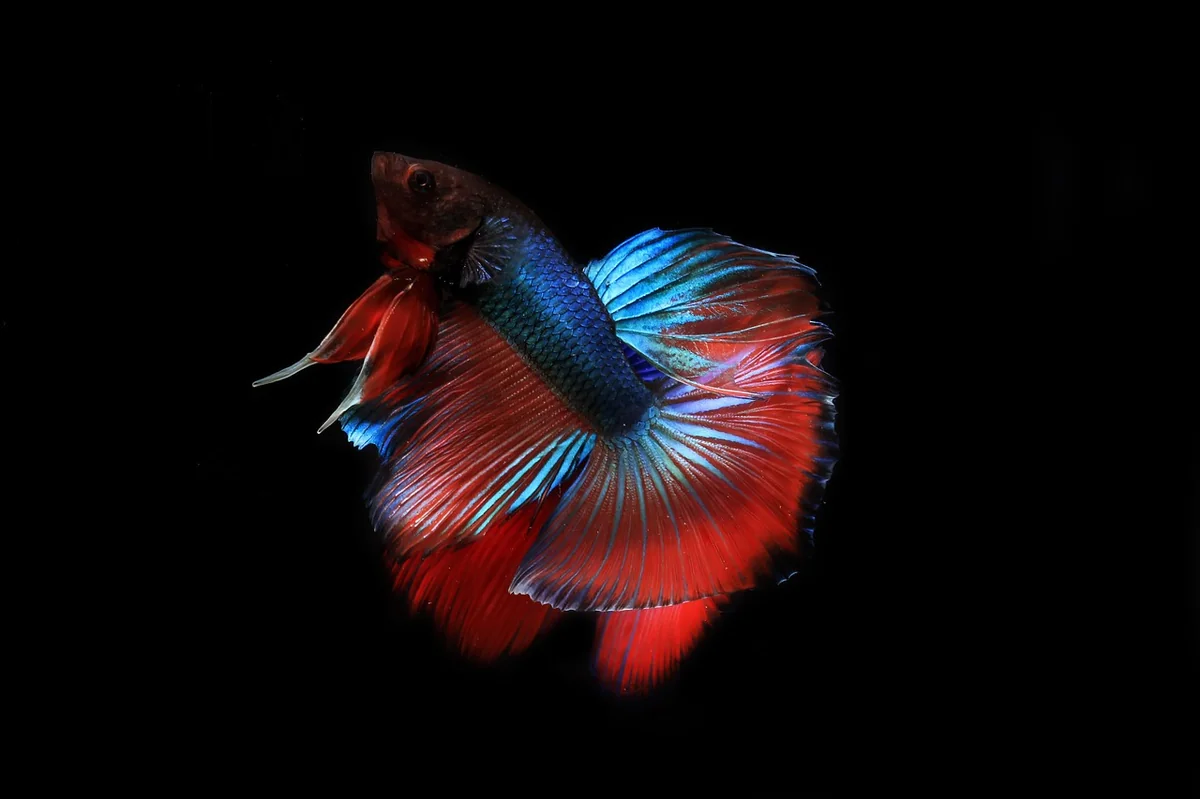 Step-by-Step: How to Calm an Aggressive Betta