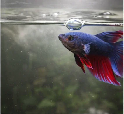 Betta fish at the calm water surface where bubble nests form