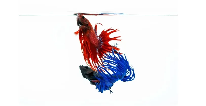 Red crowntail betta at the water surface, a betta gasping for air at the top of the tank