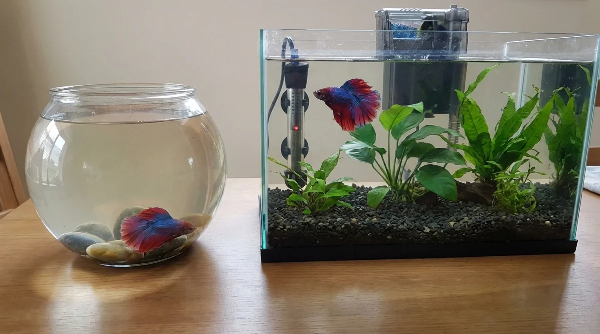 Betta fish in a clean planted tank beside a bowl, illustrating proper care to prevent betta parasites.