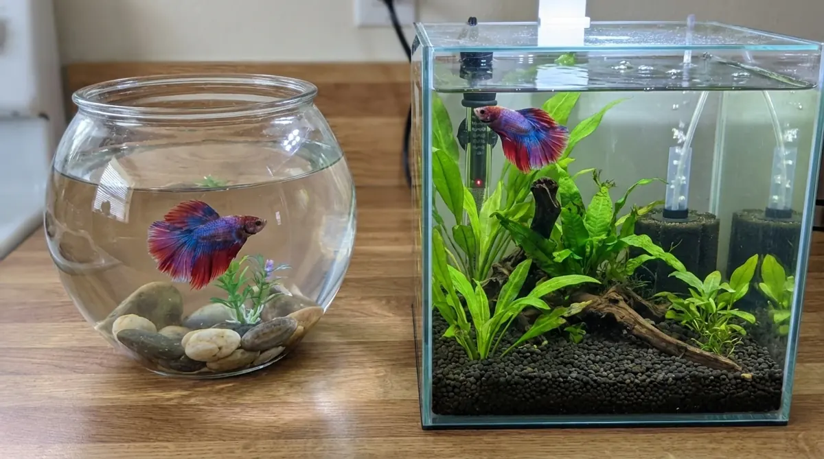 Betta fish swimming in a healthy planted aquarium, supporting recovery from betta parasites.
