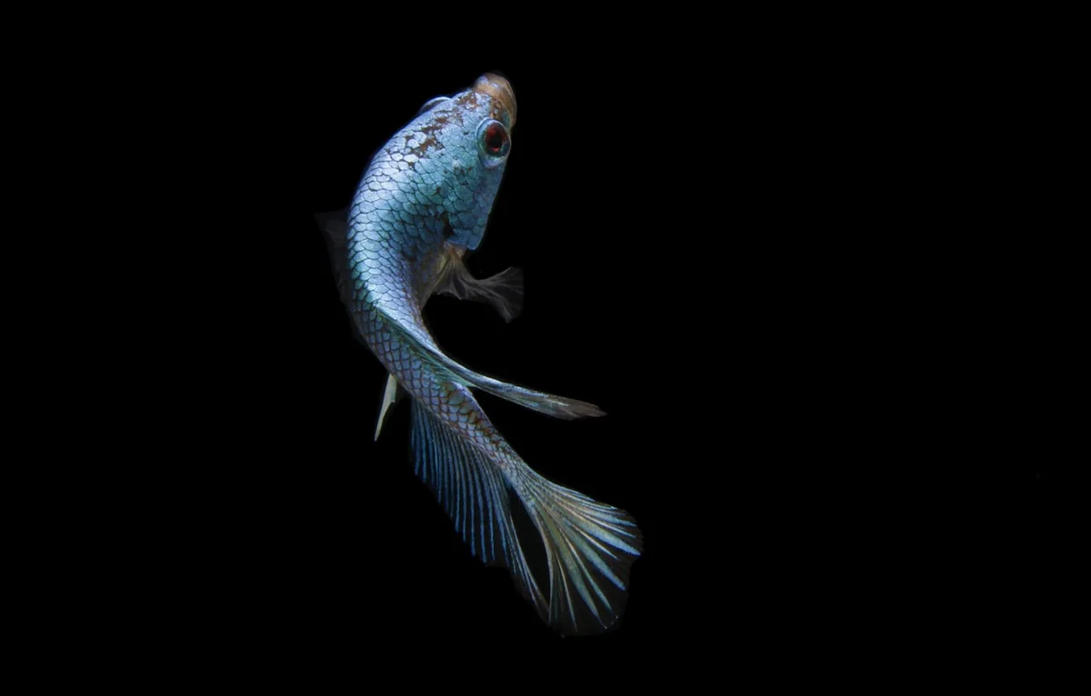 What Causes Betta Stress Stripes