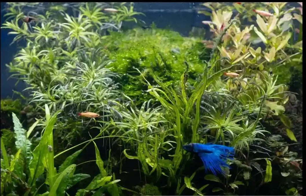 Red betta in a planted aquarium, the kind of setup needed to keep bettas with neon tetras