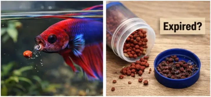 Betta eating pellets, related to feeding habits and how long a betta can survive without food