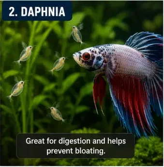 Betta with daphnia food, relevant to how long a betta can go without food