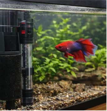 Red betta fish in a heated planted tank, staying warm without relying on a heater