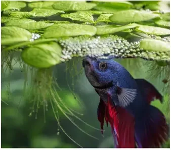 Betta resting at the surface among live floating plants in a betta aquarium
