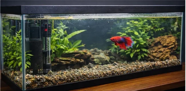 Betta fish in a planted tank with rocks and plants giving it places to hide