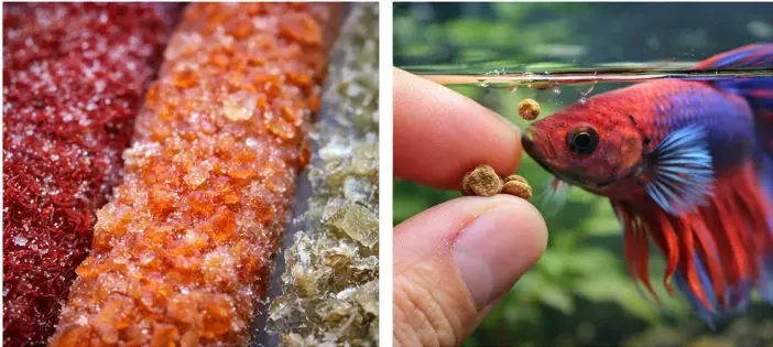 Betta fish being hand-fed pellets at the surface to tempt a betta that won't eat